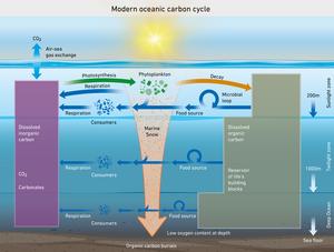 Modern oceanic carbon cycle