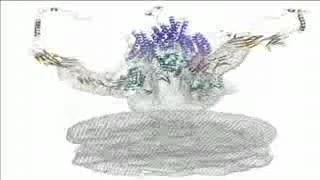 Modeling How HIV Latches on to Immune Cell Receptors