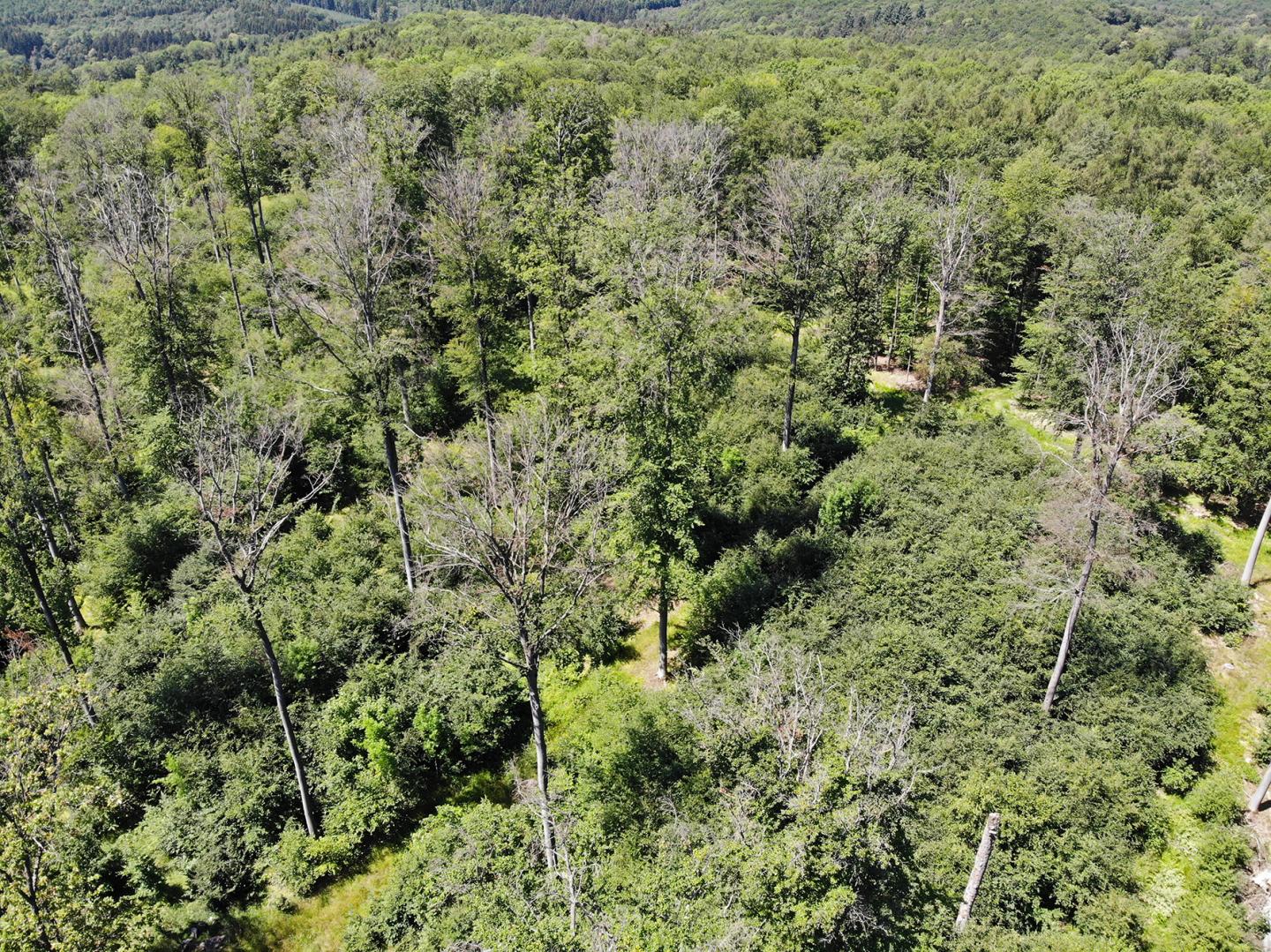 Dead Beech Trees