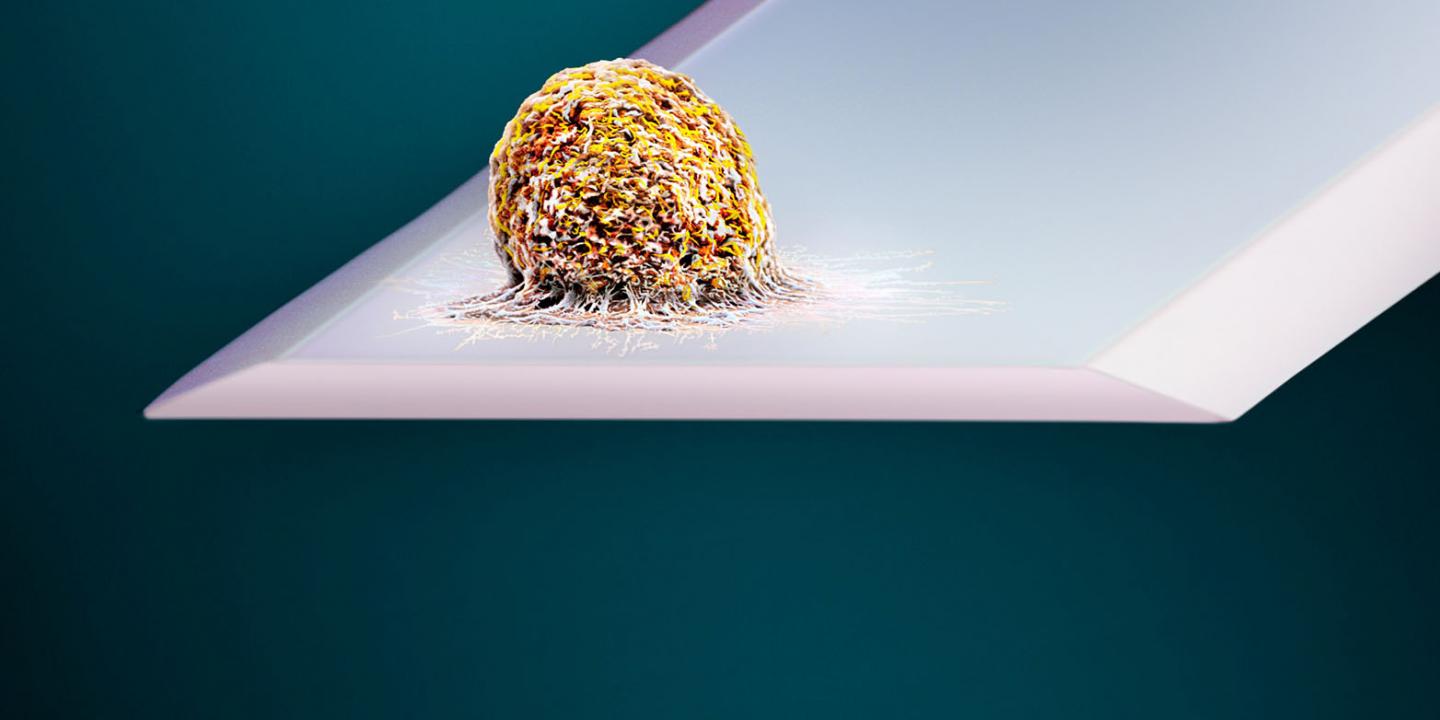 Cell on Cantilever