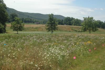 Field Edge