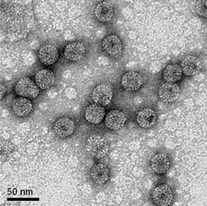 Virus-like