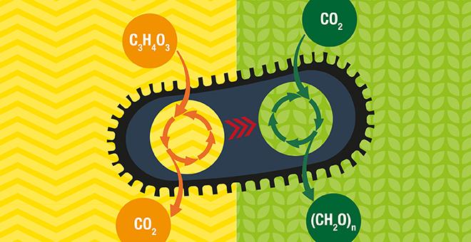 Eating Air, Making Fuel