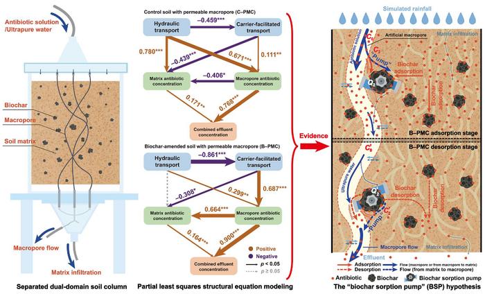 Biochar-regulated transport of weakly hydrophobic antibiotics between macropore and matrix domains in structured soil