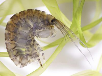Amphipod