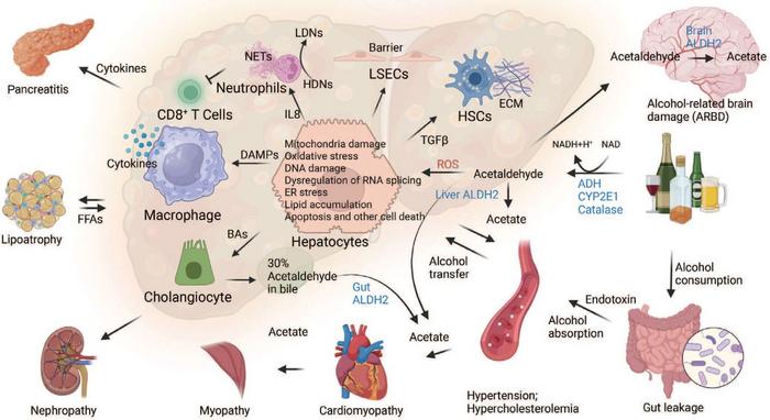 Interorgan and intercellular communications in ALD.
