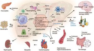 Interorgan and intercellular communications in ALD.