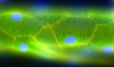 Communication Signal for Tissue Development