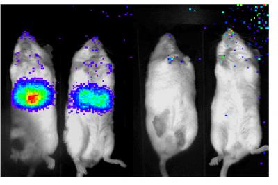 Glowing Mice