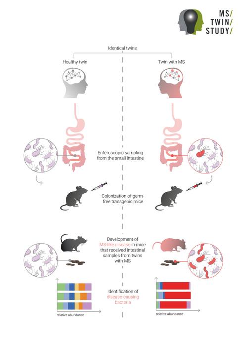 Diagram illustrating a study on MS