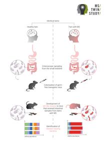 Diagram illustrating a study on MS