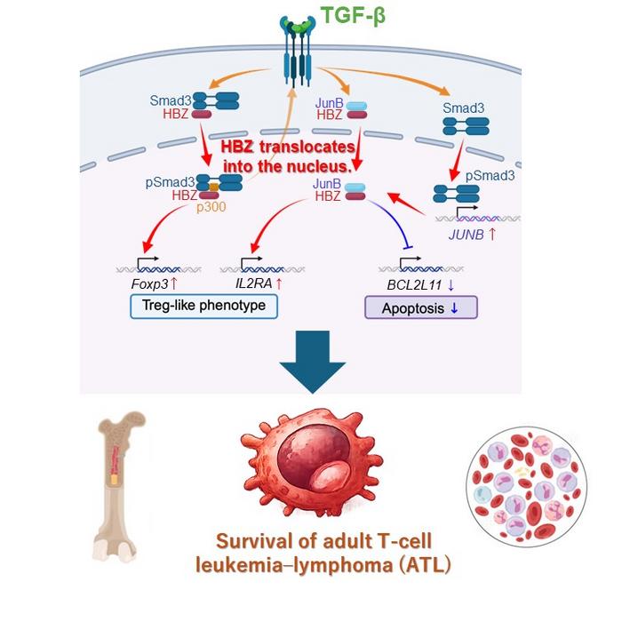 TGF-β-Induced HBZ Nuclear Translocation in ATL Cells