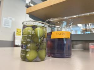 New UBC wash removes pesticides and extends produce shelf life