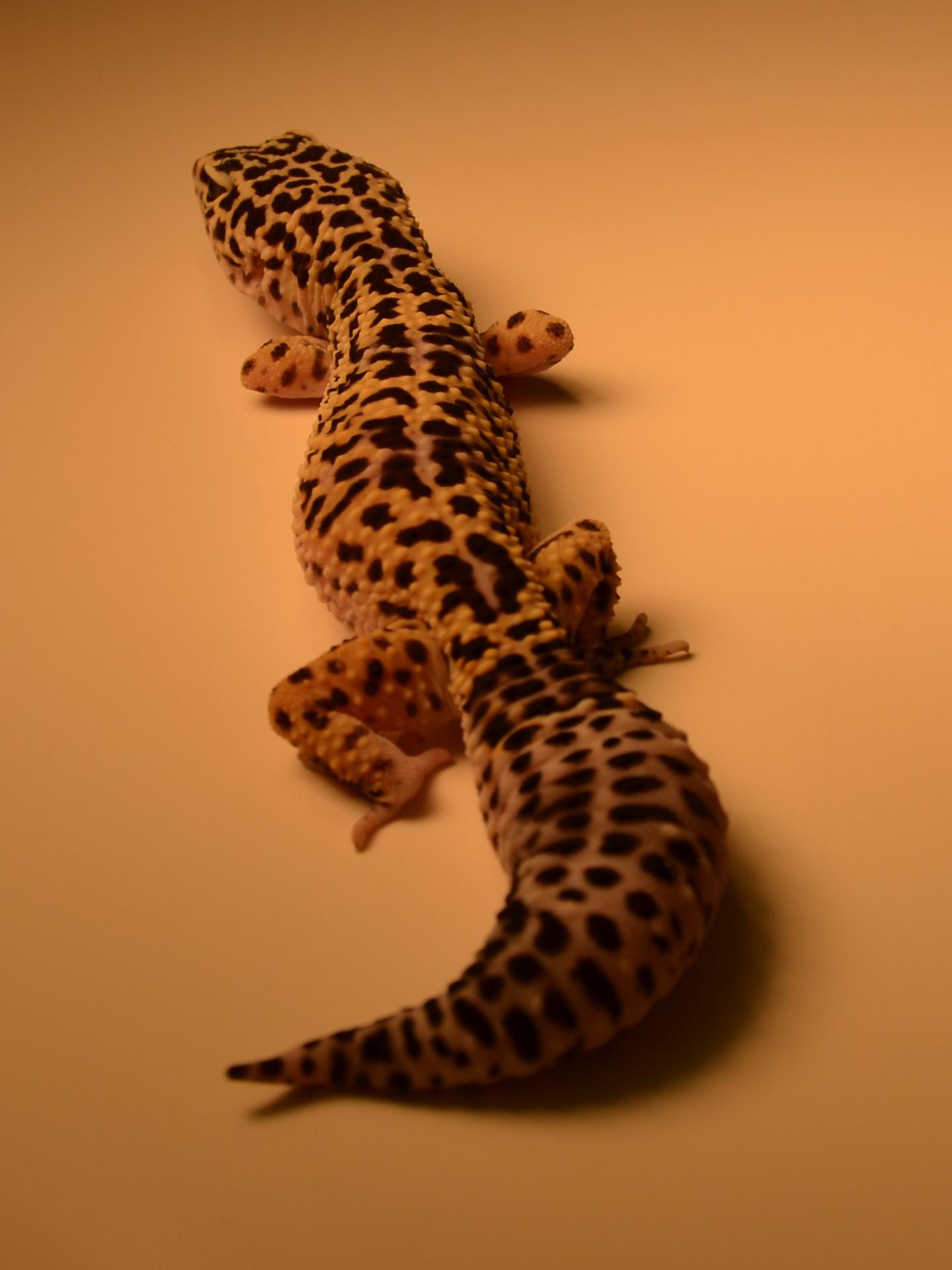 Leopard Gecko