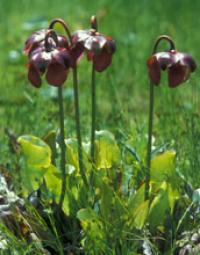 The Northern Pitcher Plant, <i>Sarracenia purpurea</i>