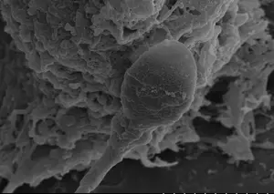 Sperm may get lost in space