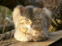 Wildcat (2 of 3)