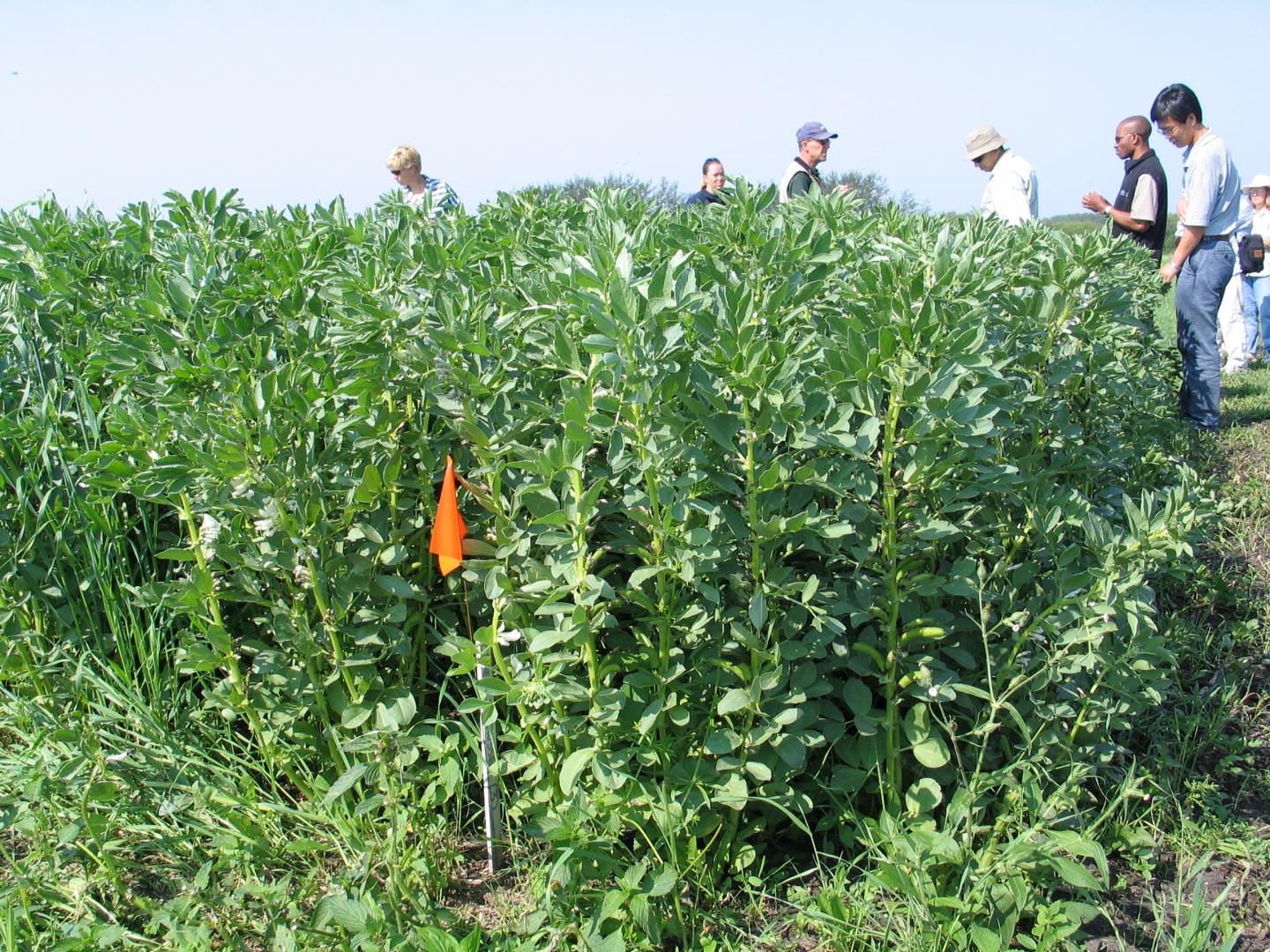 Faba Bean Researchers in Field
