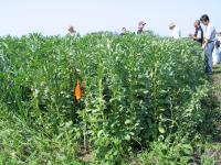 Faba Bean Researchers in Field