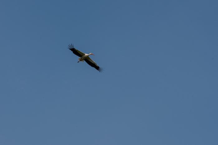 Flight of a stork over a meadow