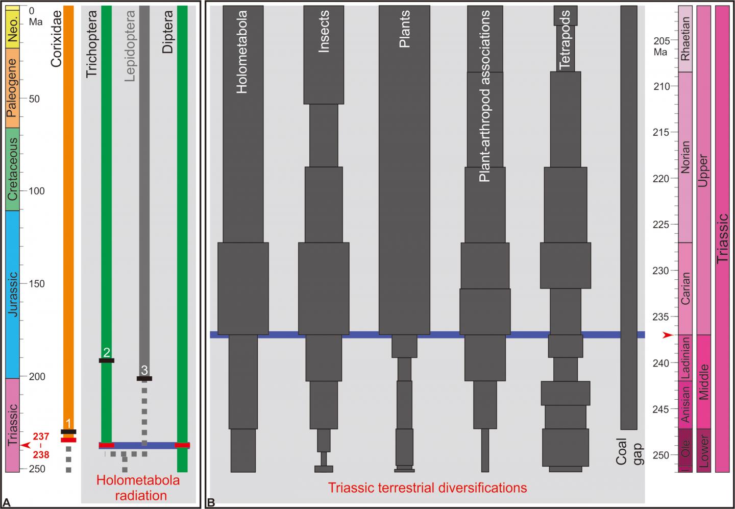 Middle Triassic Holometabola Radiation and Triassic Terrestrial Diversifications