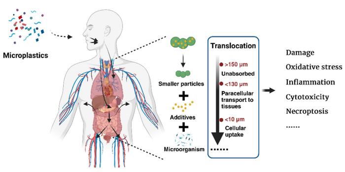 Growing concerns over ingested microplastics in humans