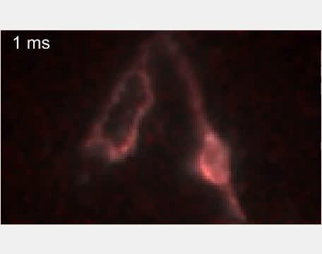 An Electrical Spike Shoots through a Single Neuron in Milliseconds