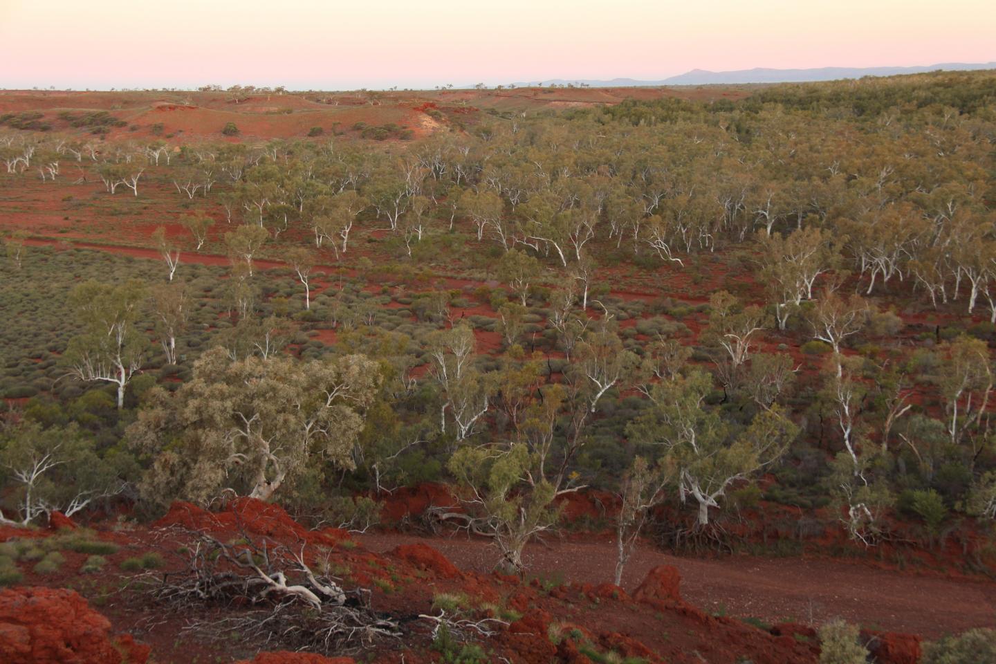 Some Forests Have Been Hiding in Plain Sight