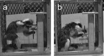 Cotton- Top Tamarin