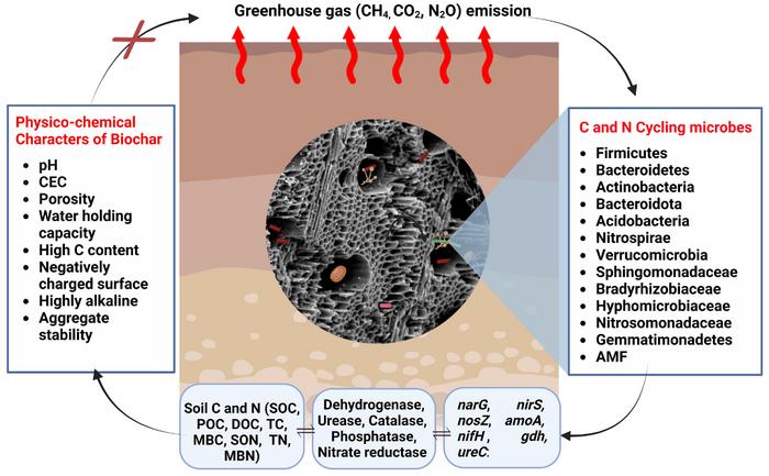 Unravelling the role of biochar-microbe-soil tripartite interaction in regulating soil carbon and nitrogen budget: a panacea to soil sustainability