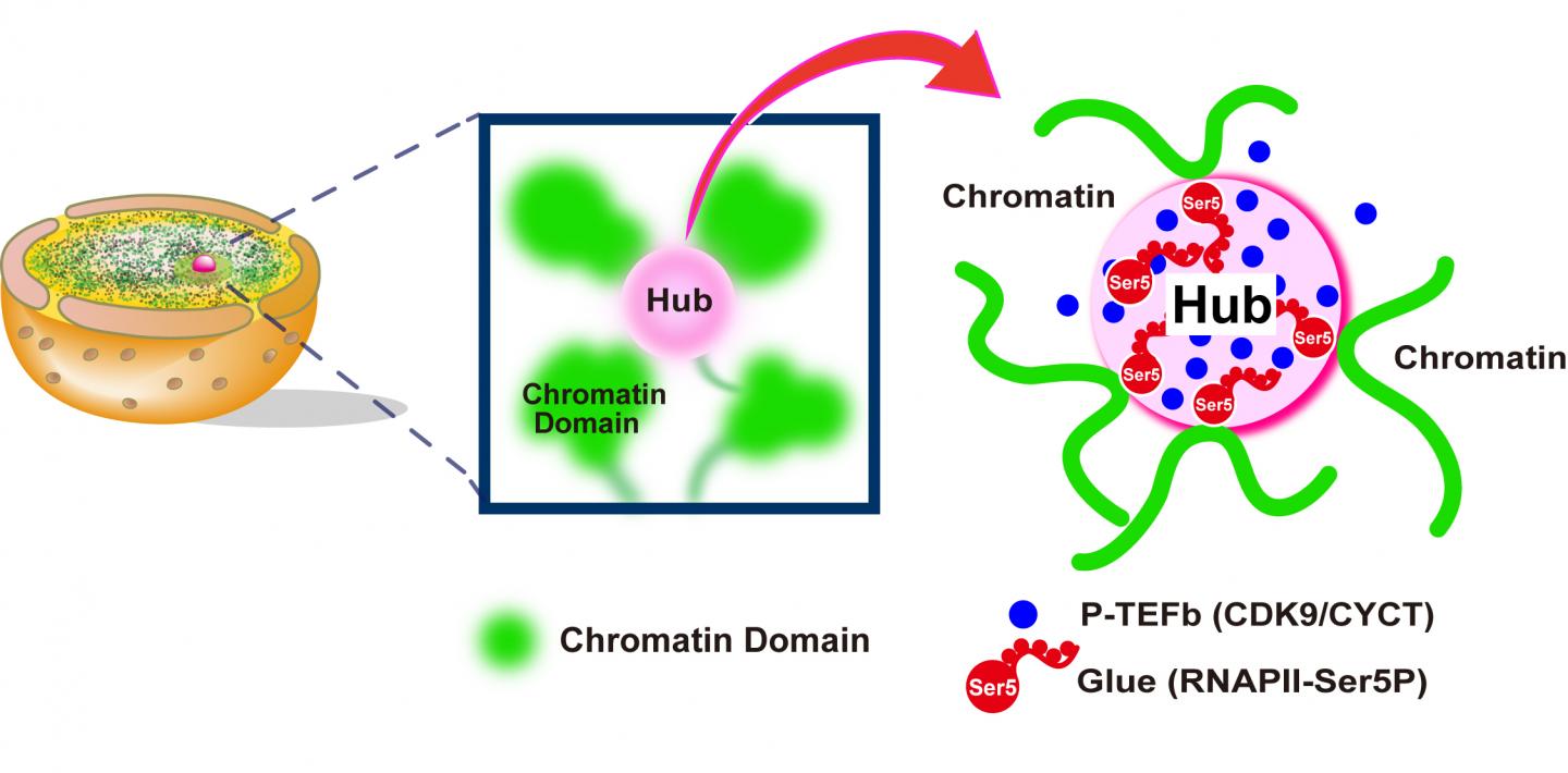 Active RNAPII Restricts Chromatin Movements (1 of 2)