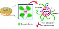 Active RNAPII Restricts Chromatin Movements (1 of 2)