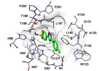 Isoform