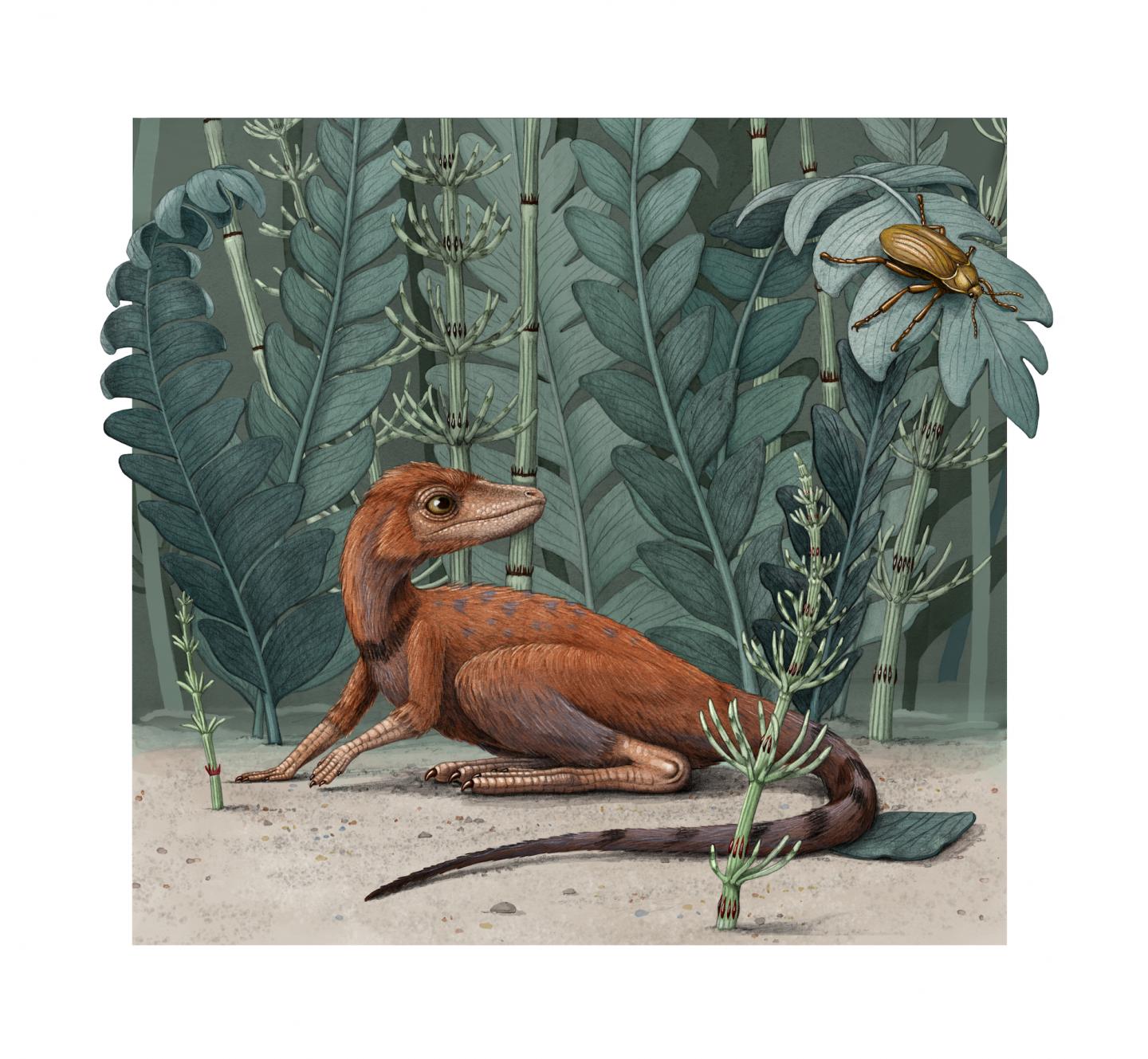 Kongonaphon Illustration