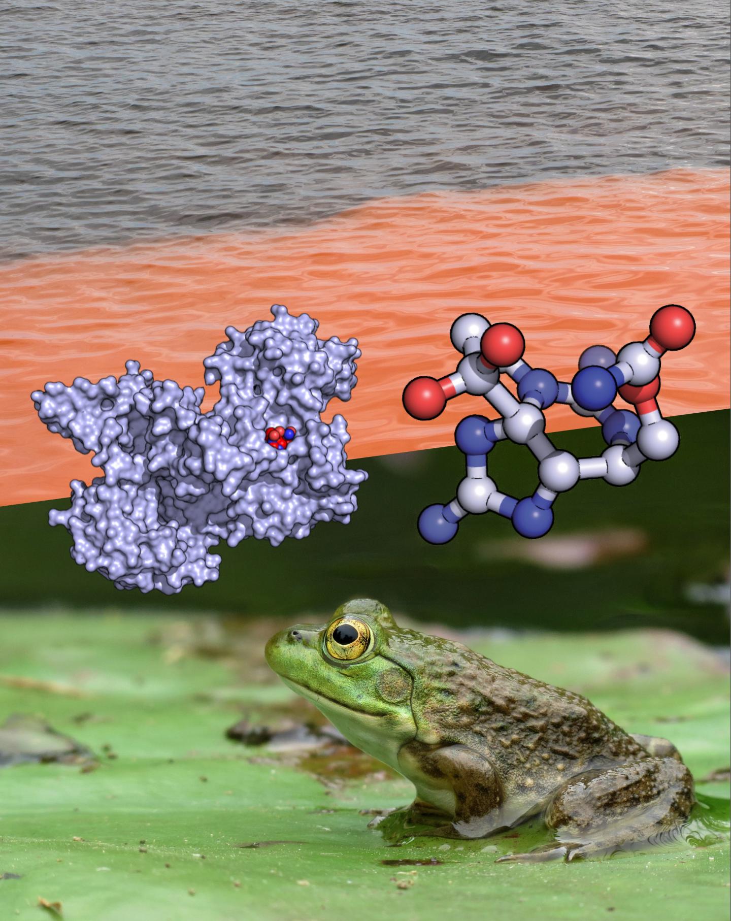 Structure of the STX Complex Reveals a Convergent Molecular Recognition Strategy (2 of 2)