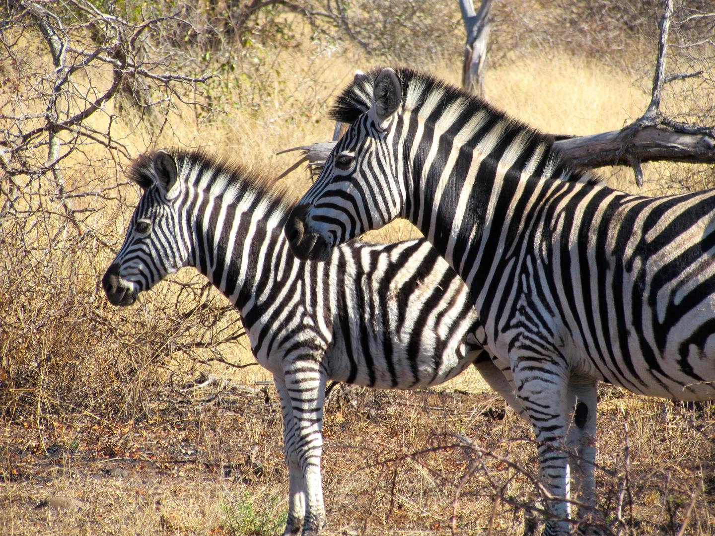 Plains Zebra