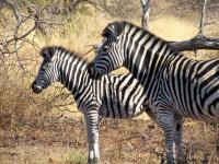 Plains Zebra