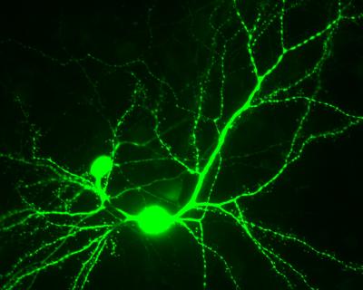 Neurons