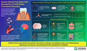 Chonnam National University study explores therapeutic potential of ...