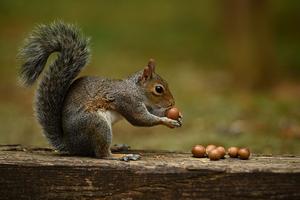 Squirrel eating nuts