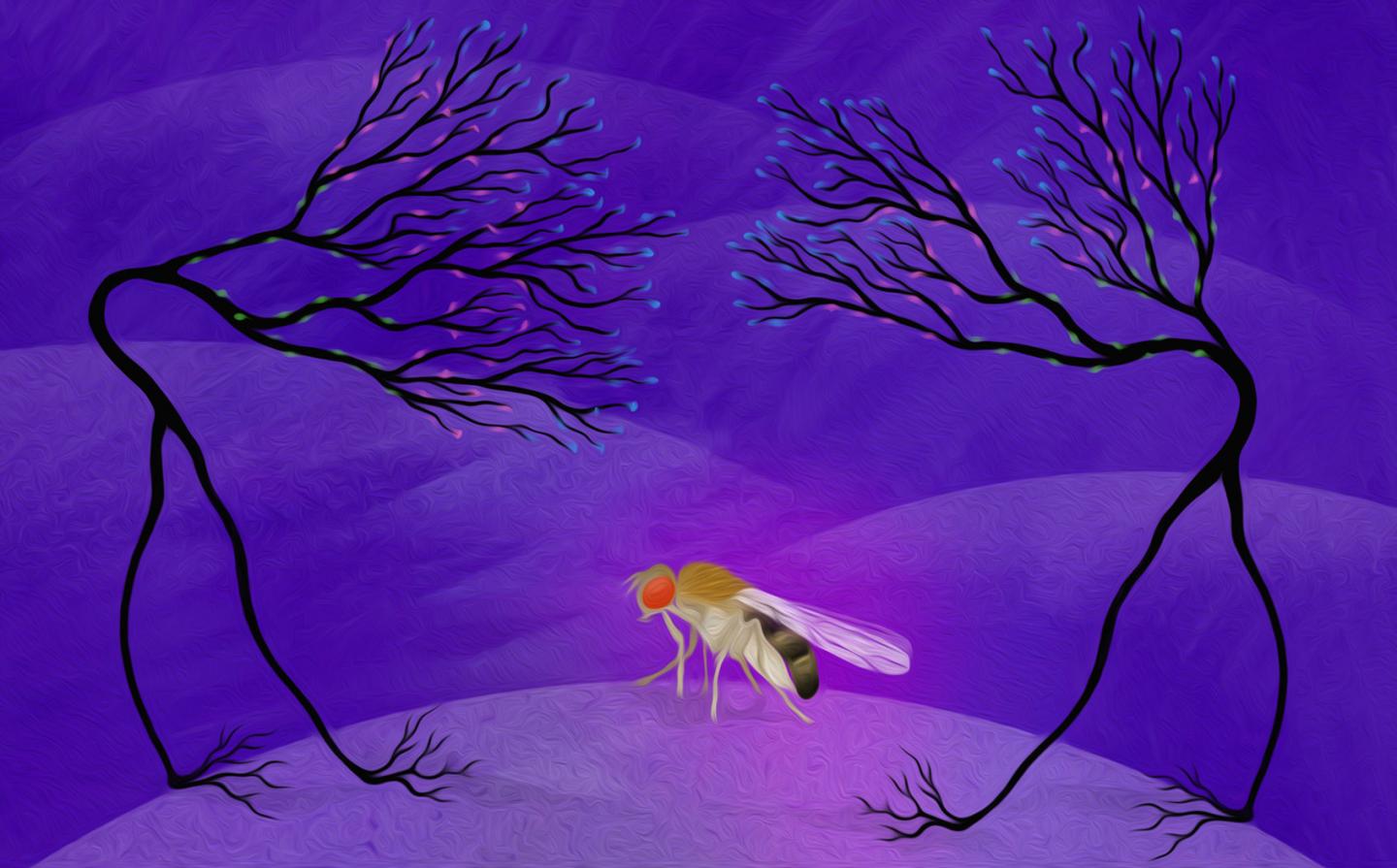 Fruit Fly
