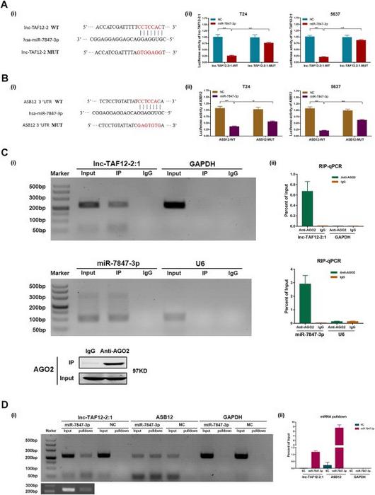 miR-7847–3p bound to lnc-TAF12–2:1 to regulate ASB12 expression.