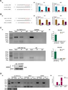 miR-7847–3p bound to lnc-TAF12–2:1 to regulate ASB12 expression.