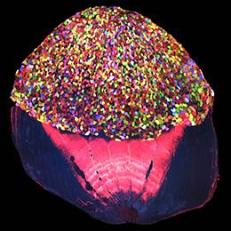 A Skinbow Zebrafish Scale