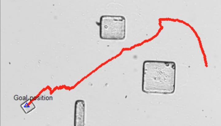 Drexel Algorithm Helps Bacteria-Powered Microrobots Navigate