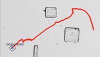 Drexel Algorithm Helps Bacteria-Powered Microrobots Navigate
