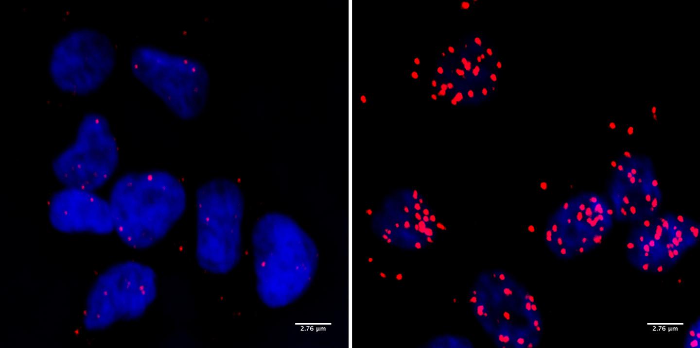 Two Proteins in Close Contact