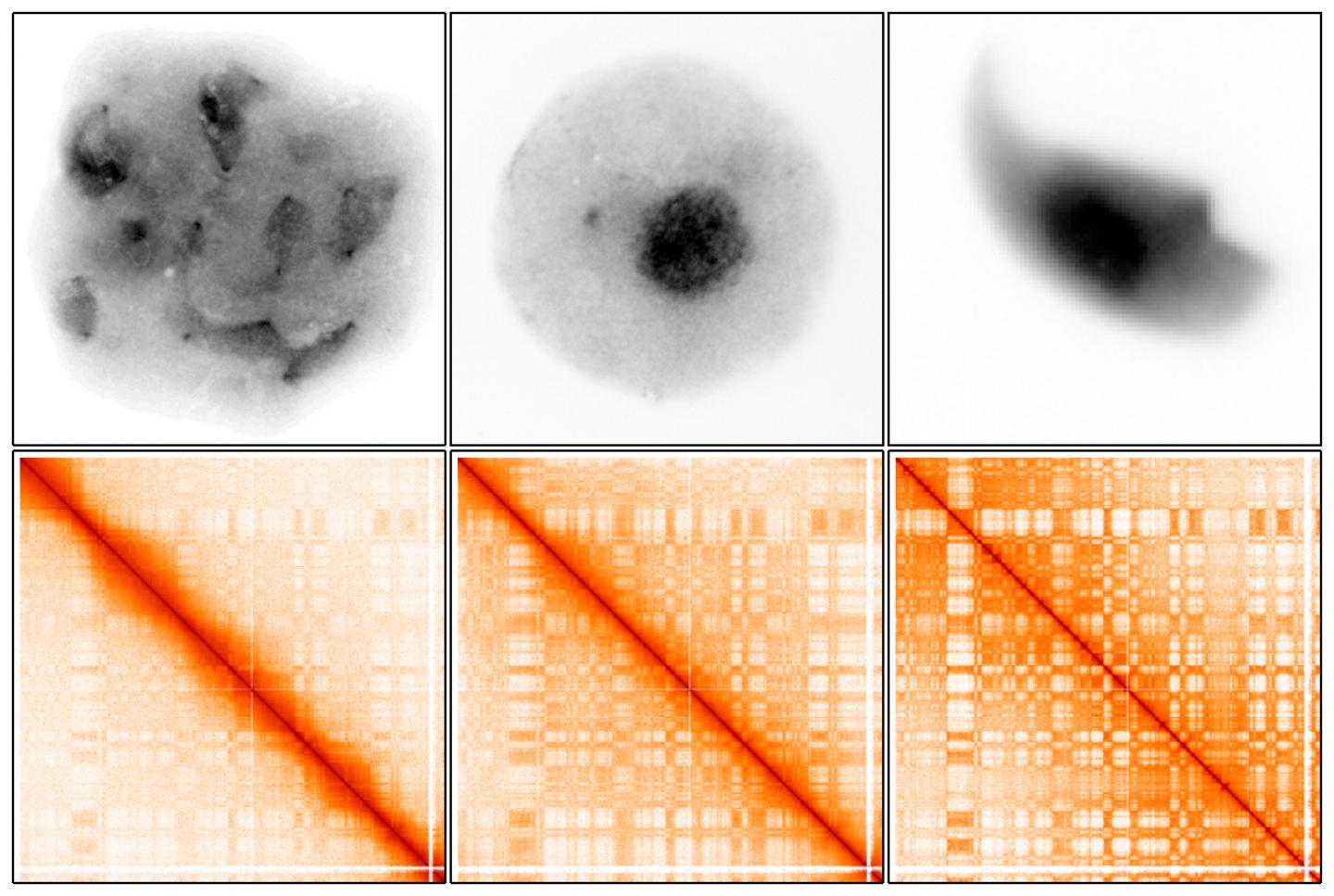 DNA Snapshots