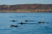 Bottlenose Dolphin