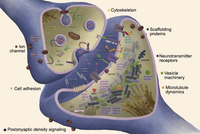 Brain Synaptic Genes Harbor Damaging Mutations in Persons with Schizophrenia